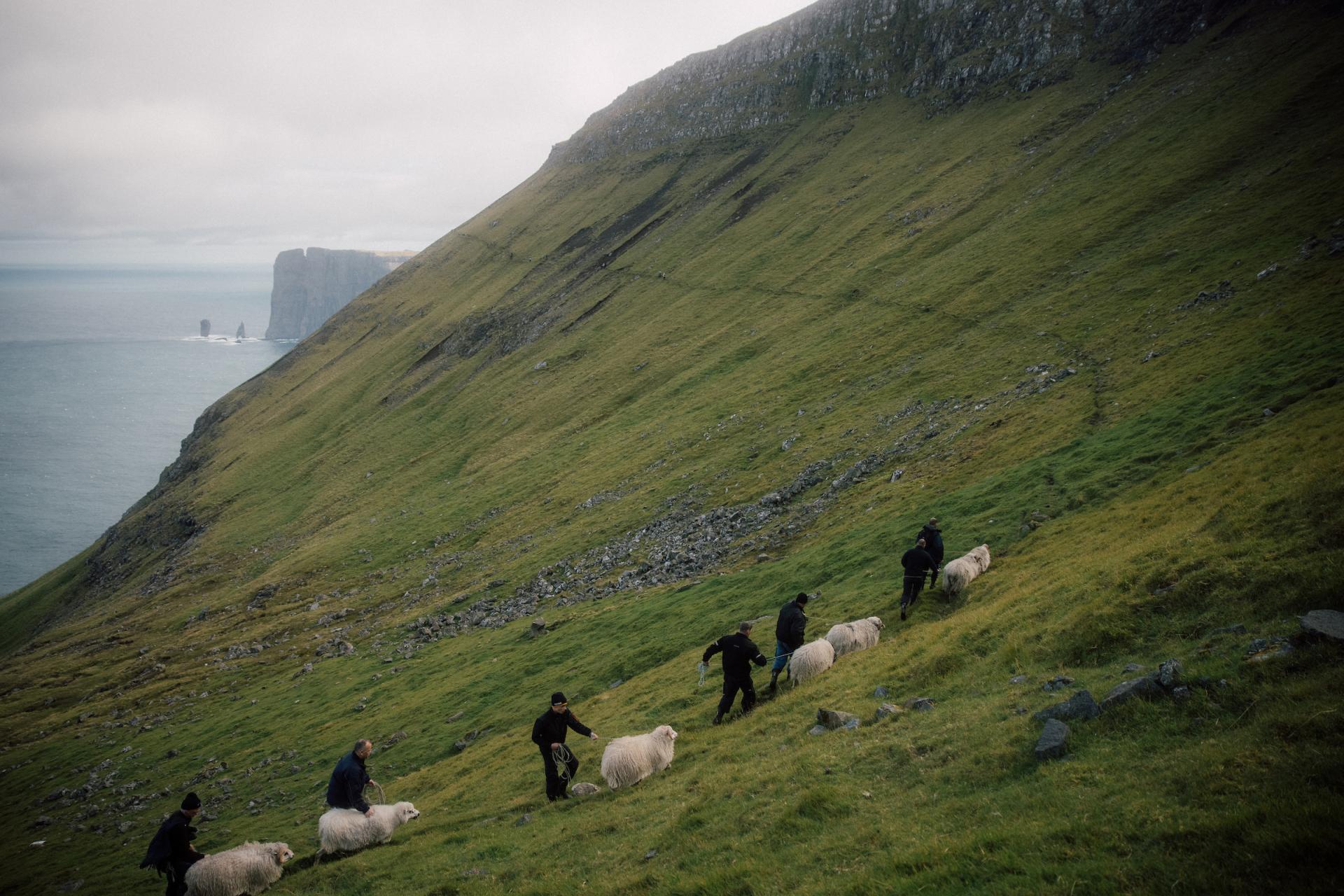 Sheep herding in Tjørnuvík 2019.
Photo: Hannes Becker